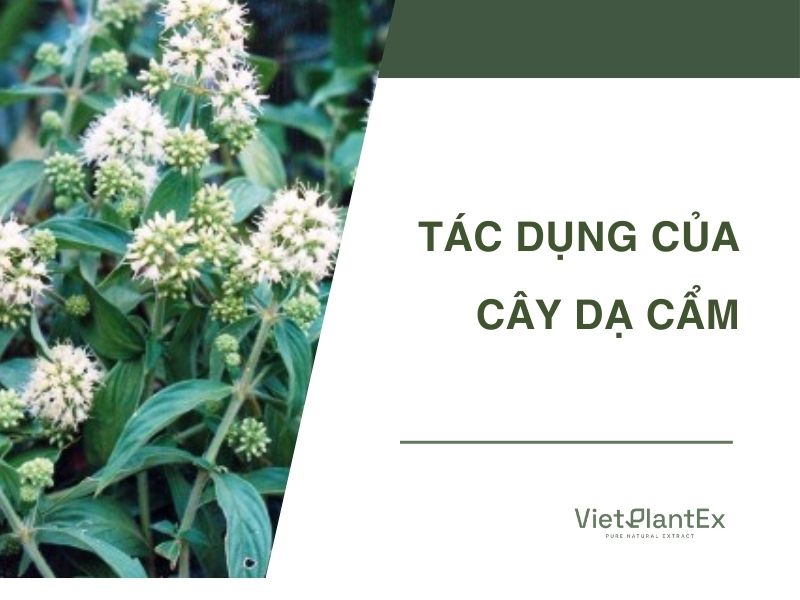 Tác dụng của cây dạ cẩm