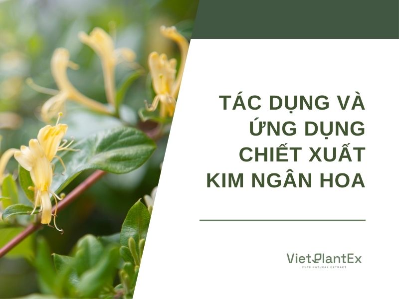 Tác dụng của cây kim ngân hoa