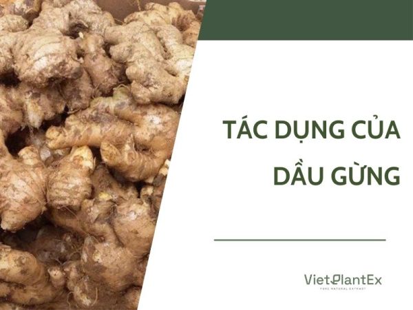 Tác dụng của dầu gừng