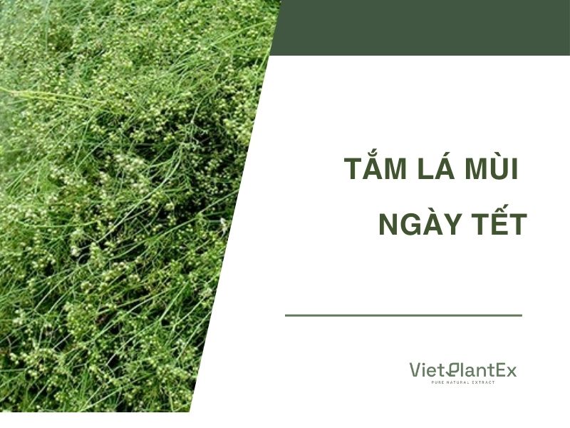 tắm lá mùi ngày Tết