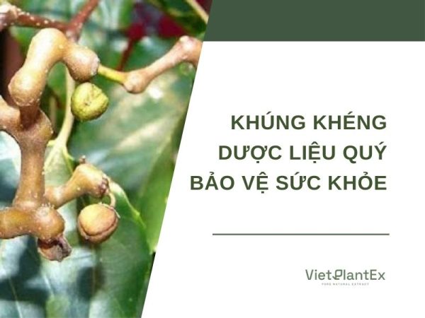 Cây khúng khéng