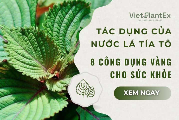 Tac Dung Cua Nuoc La Tia To 8 Cong Dung Vang Cho Suc Khoe