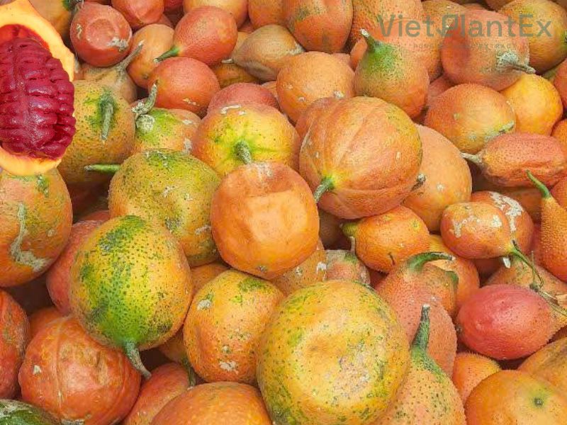 Cách làm dầu gấc